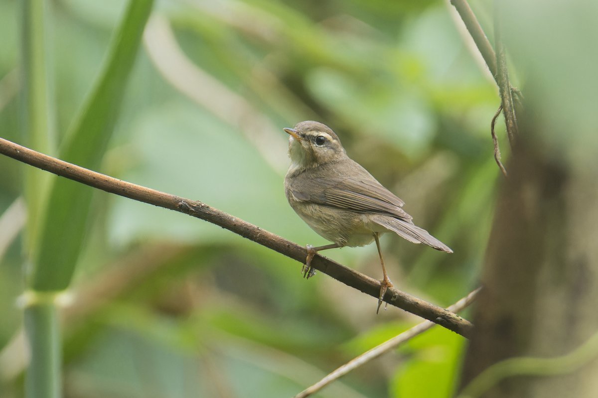 Dusky Warbler