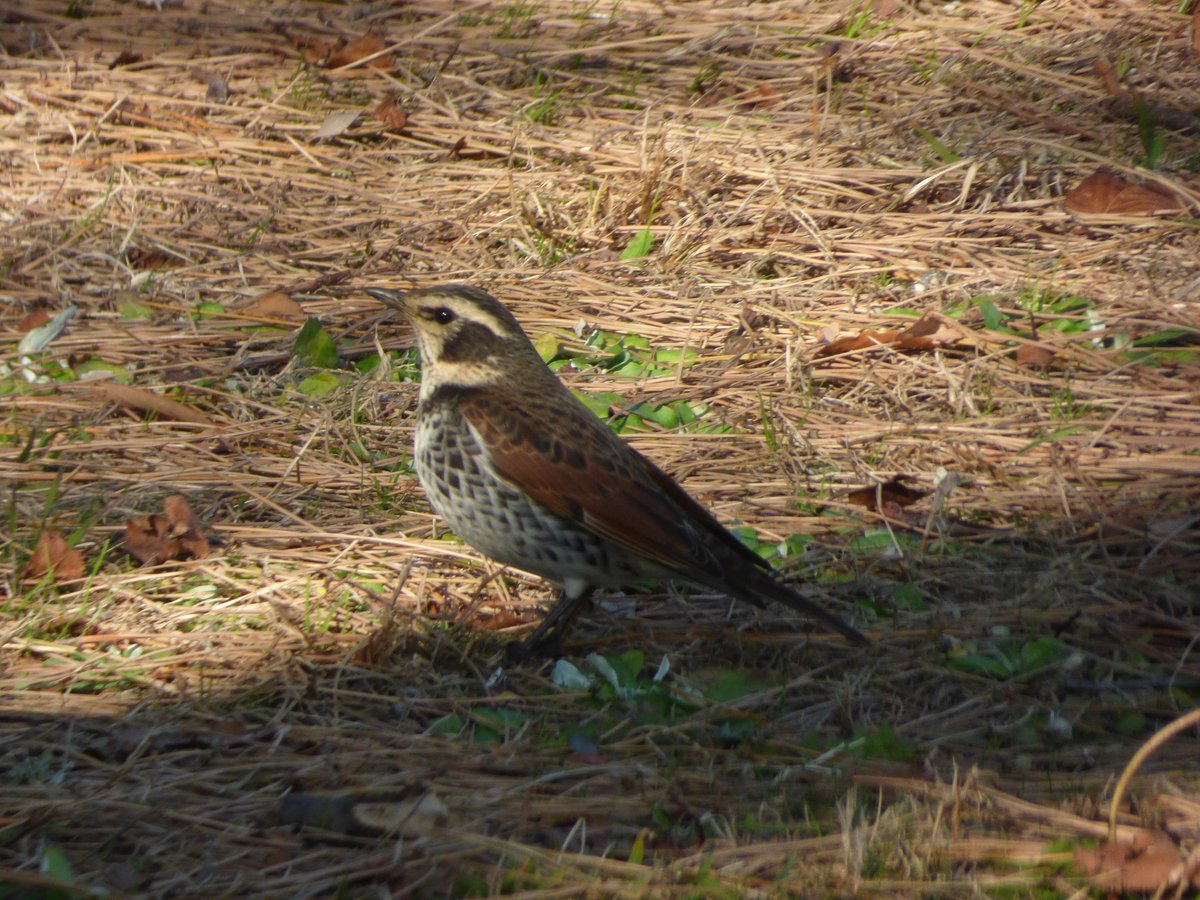 Dusky Thrush