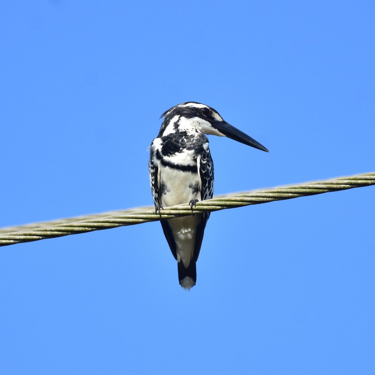 Pied Kingfisher