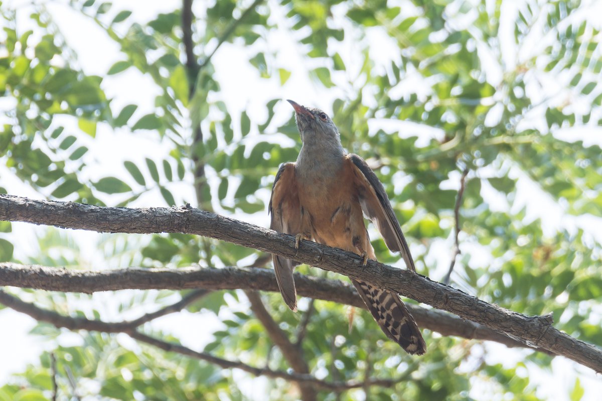 Plaintive Cuckoo