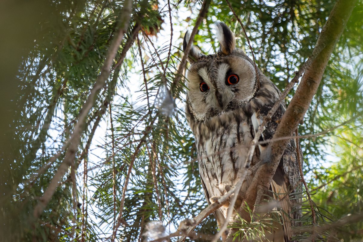 Long-eared Owl