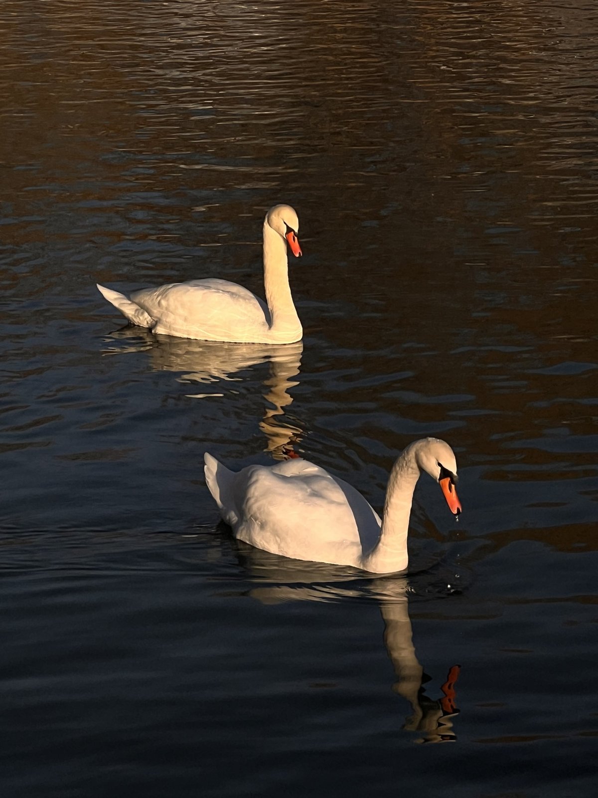 Mute Swan