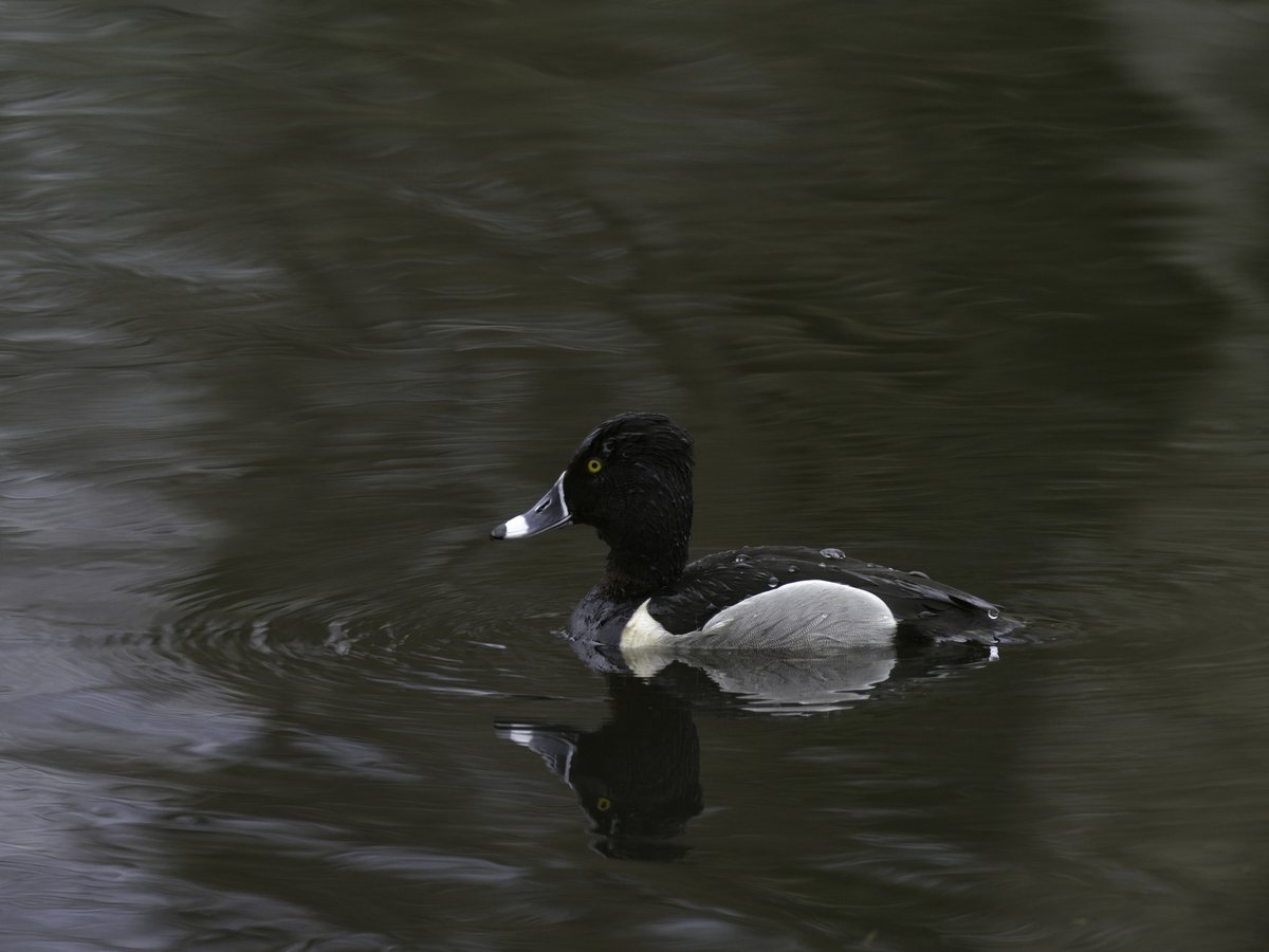 Ring-necked Duck