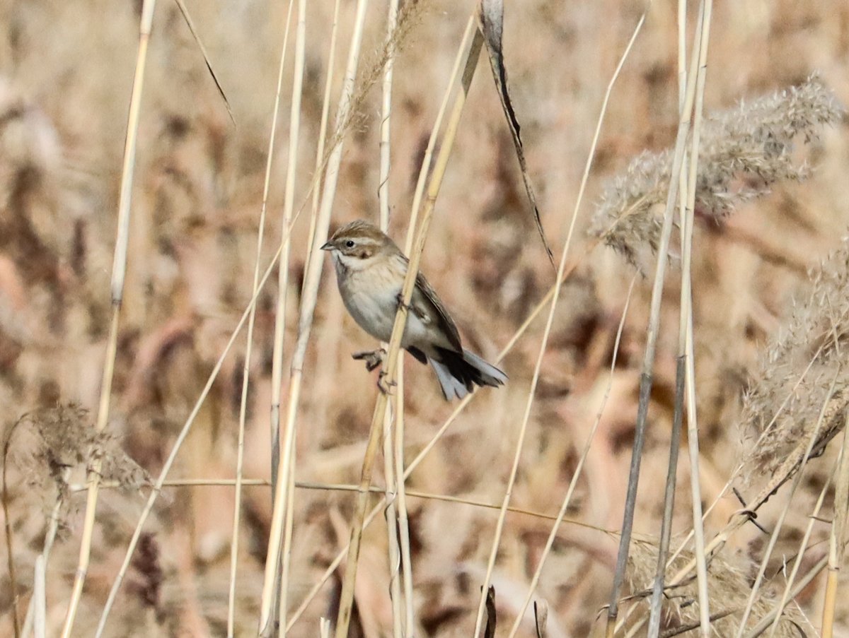 Pallas's Reed Bunting