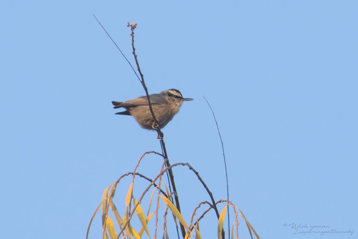Chinese Nuthatch