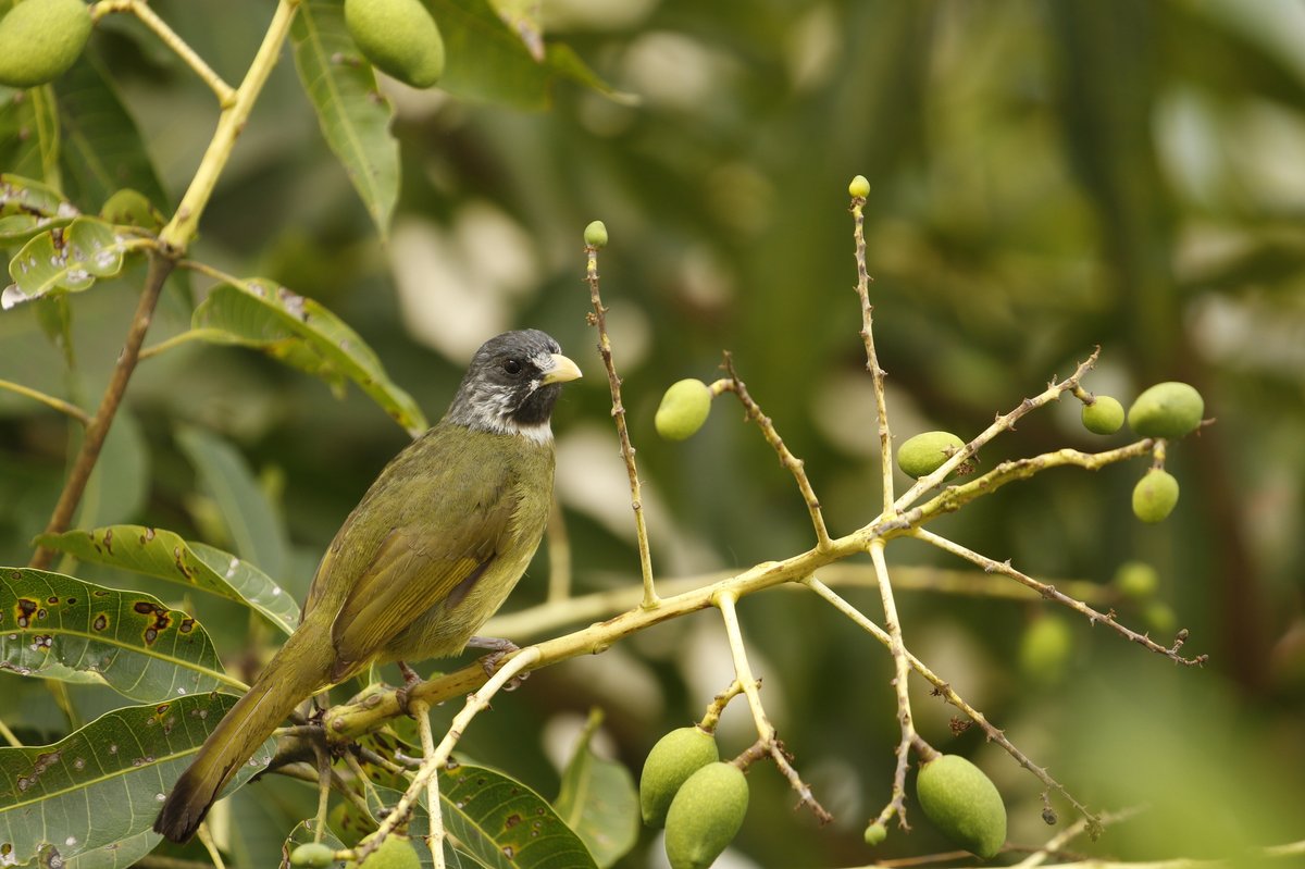 Collared Finchbill