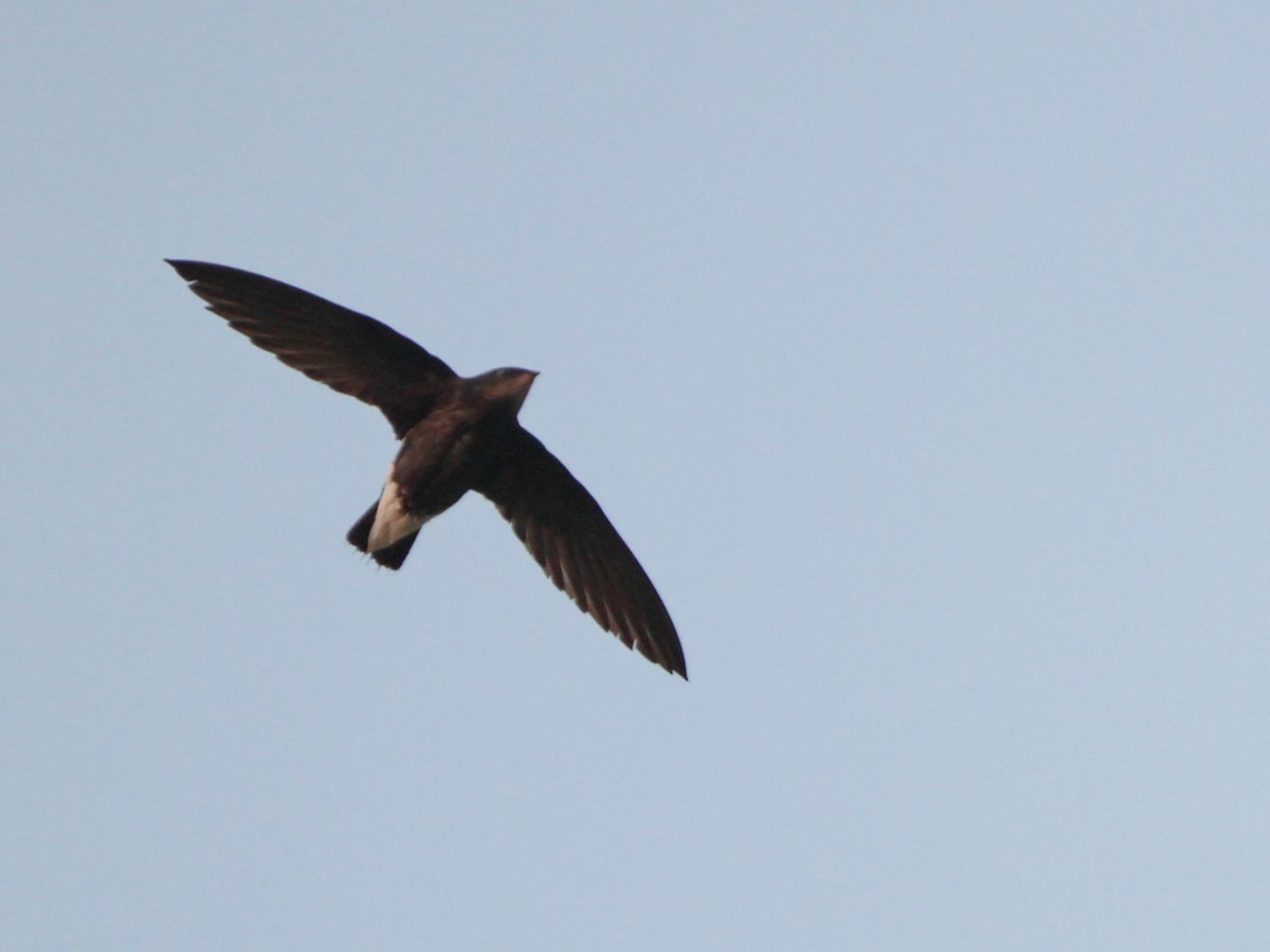 Silver-backed Needletail
