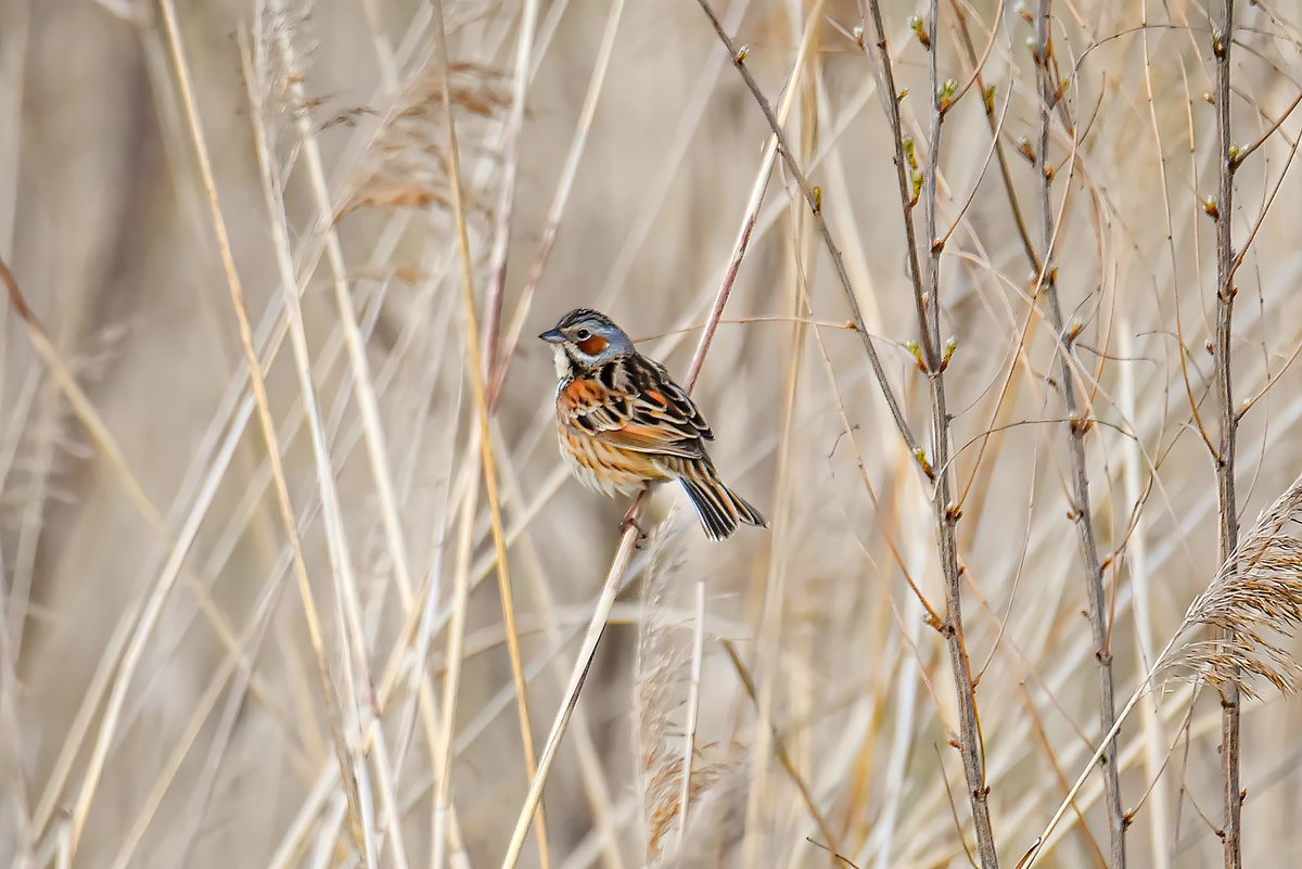 Chestnut-eared Bunting