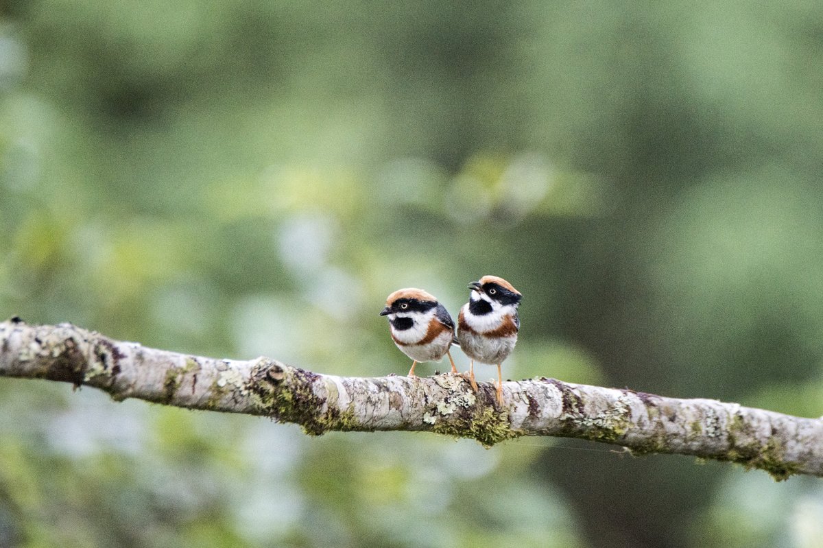 Black-throated Bushtit