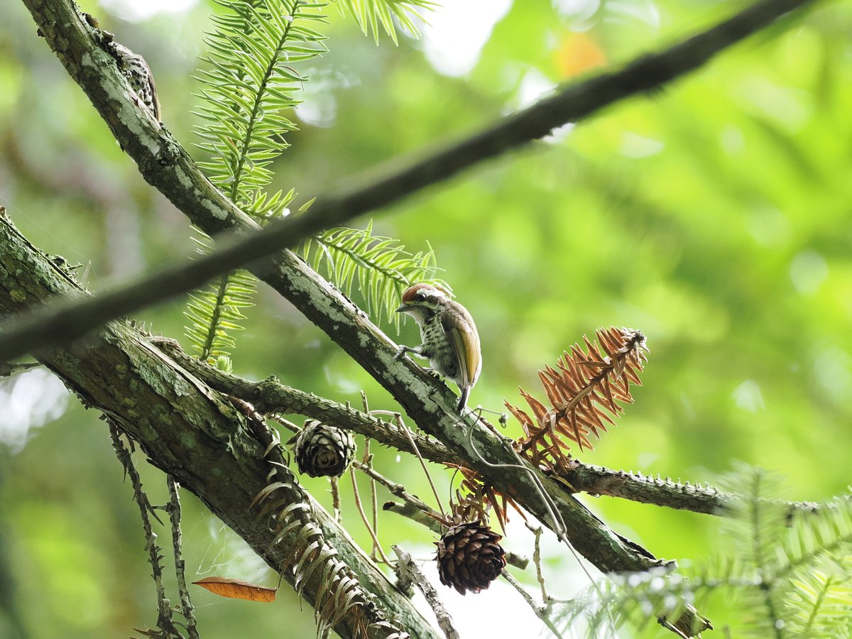 Speckled Piculet