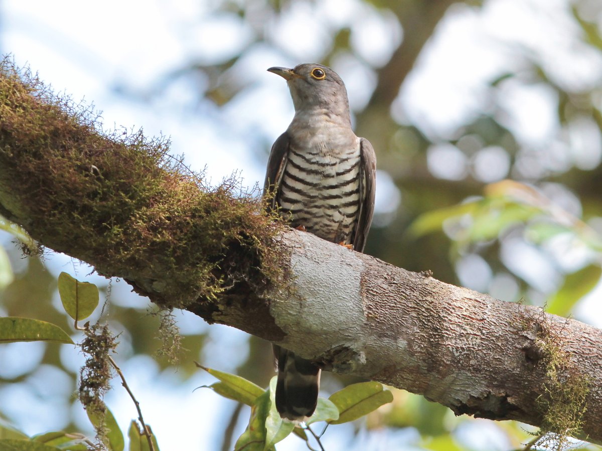 Indian Cuckoo