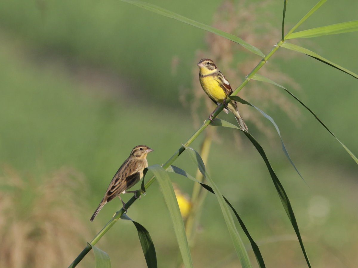 Yellow-breasted Bunting
