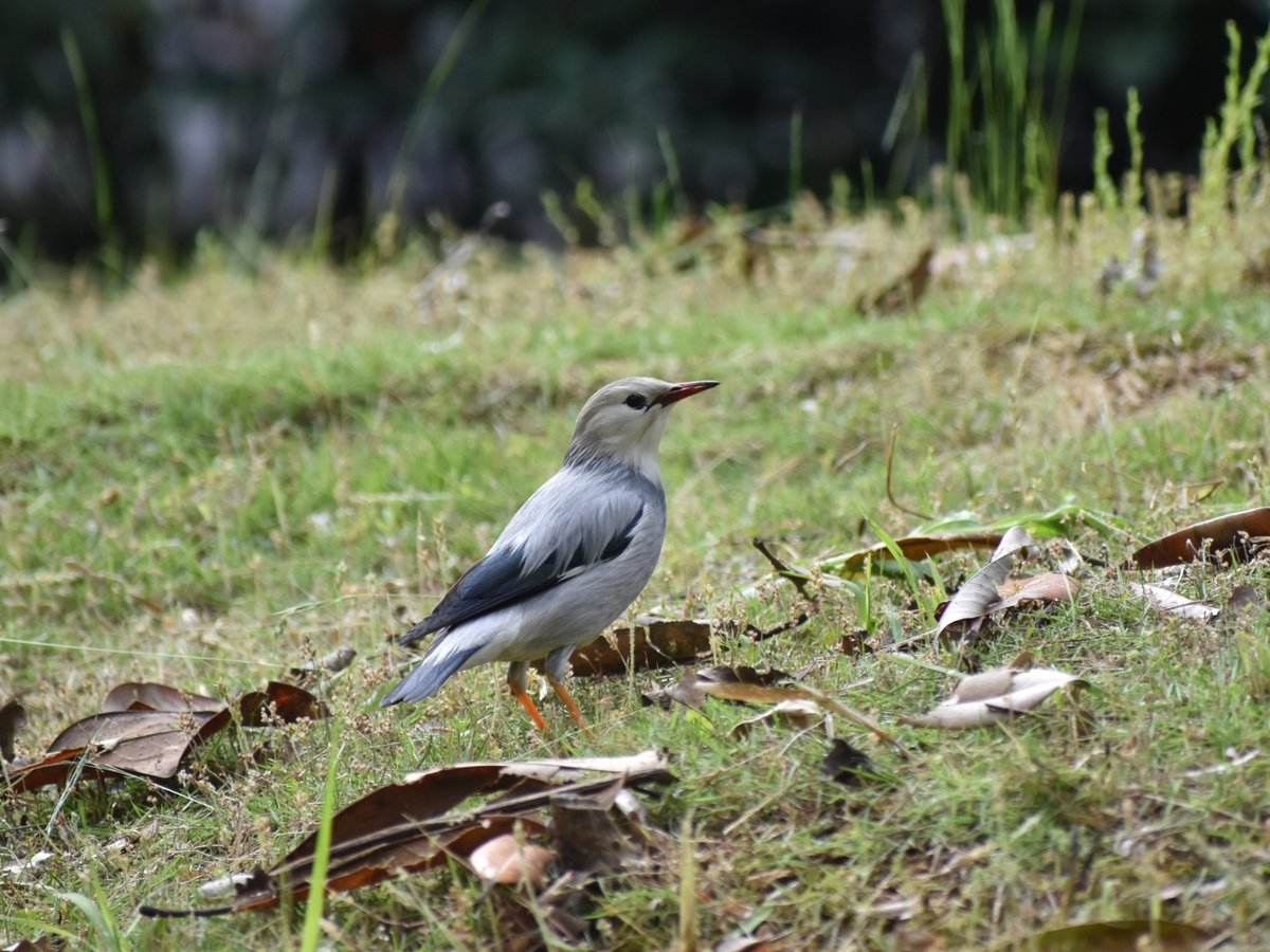 Red-billed Starling