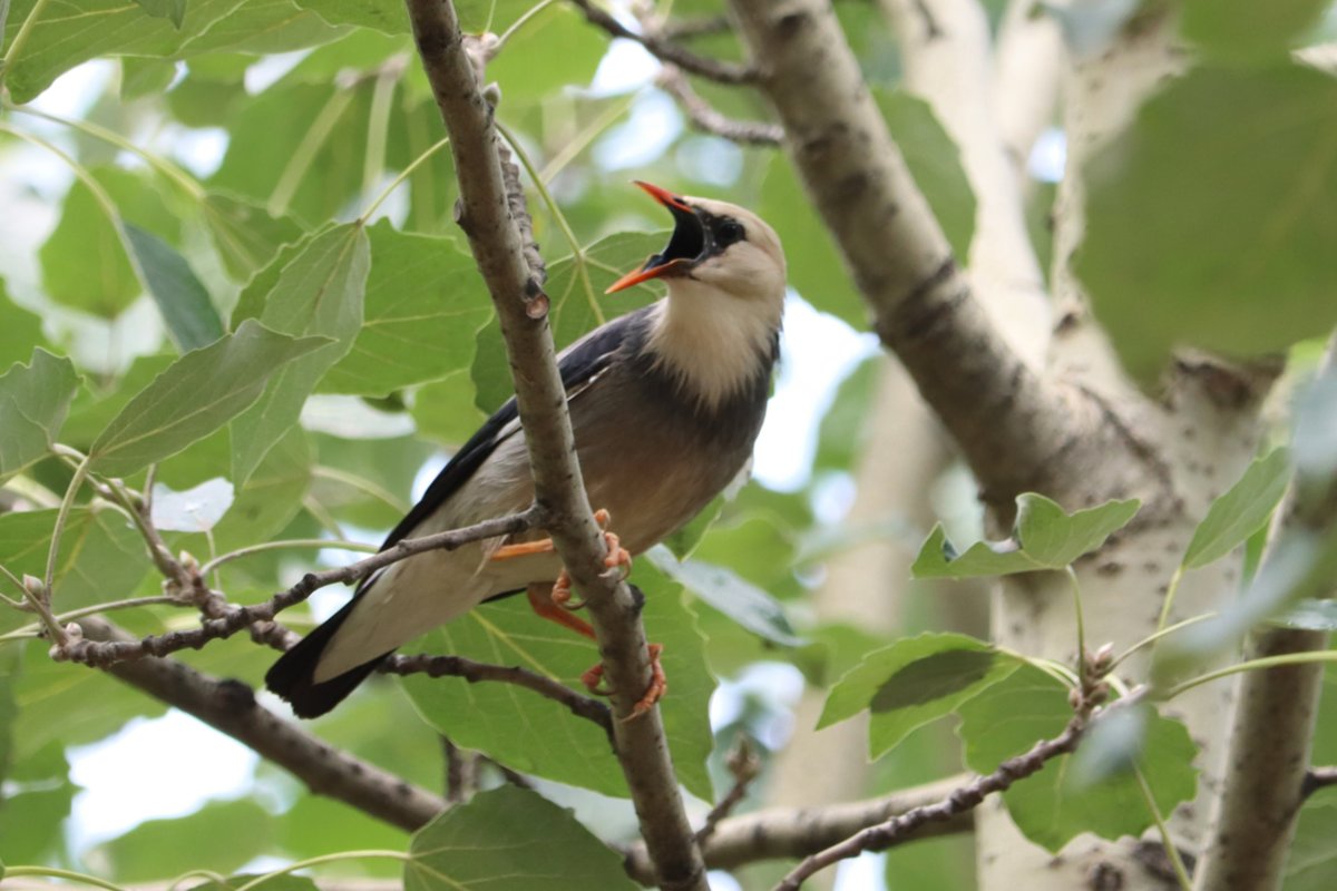 Red-billed Starling