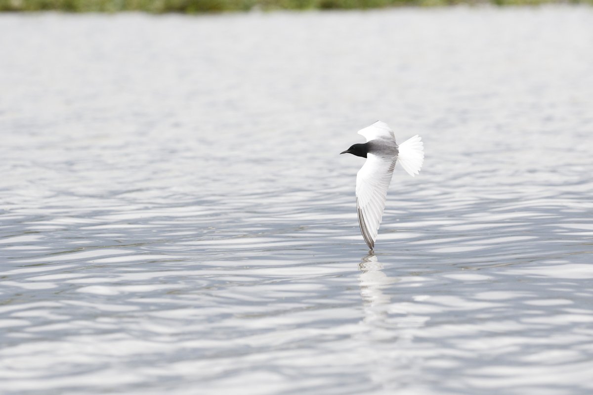 White-winged Tern