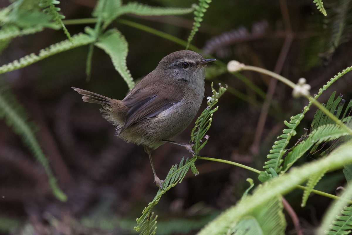 Aberrant Bush Warbler