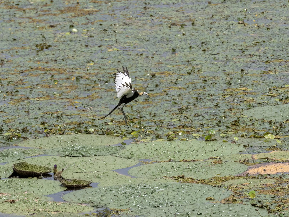 Pheasant-tailed Jacana