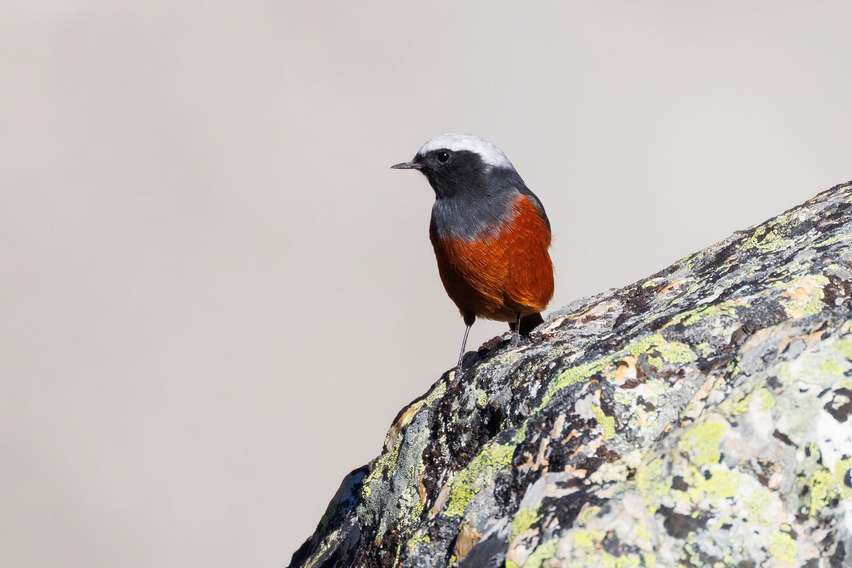 Güldenstädt's Redstart