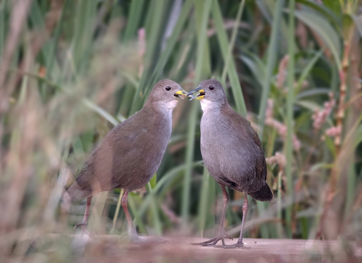 Brown Crake