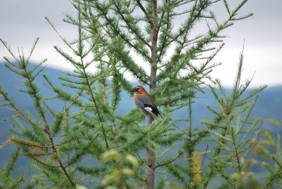 Eurasian Jay