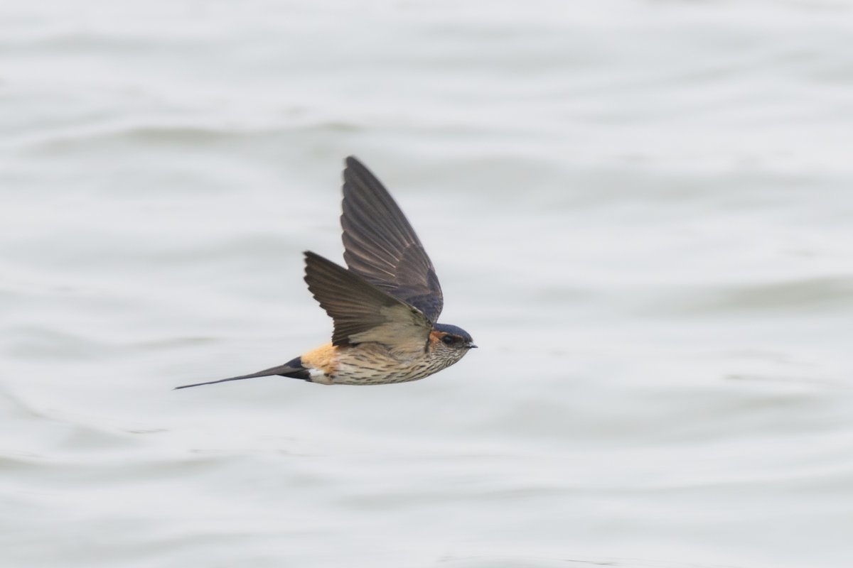 Eastern Red-rumped Swallow