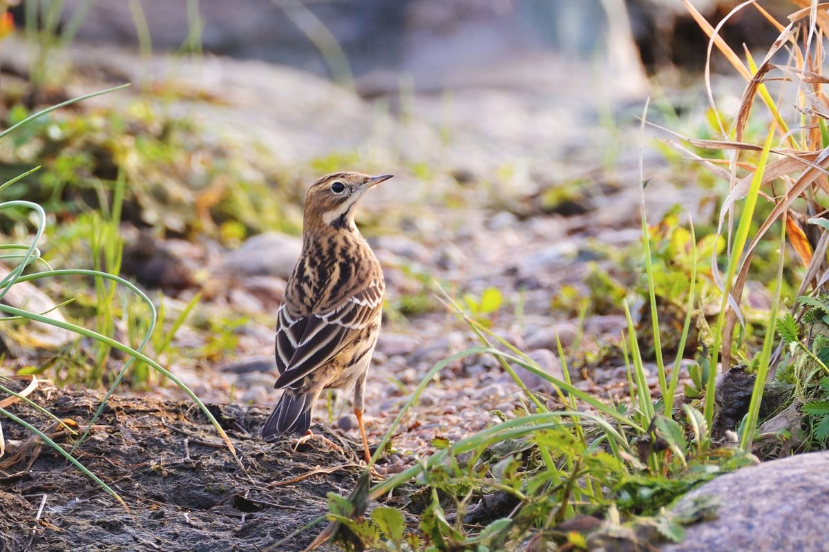 Red-throated Pipit
