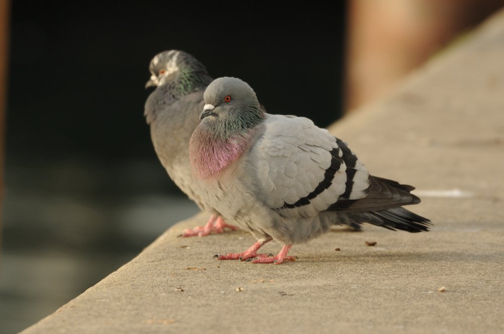 Rock Dove