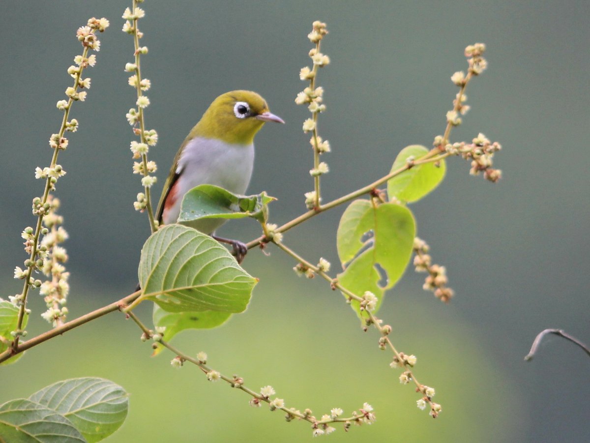 Chestnut-flanked White-eye