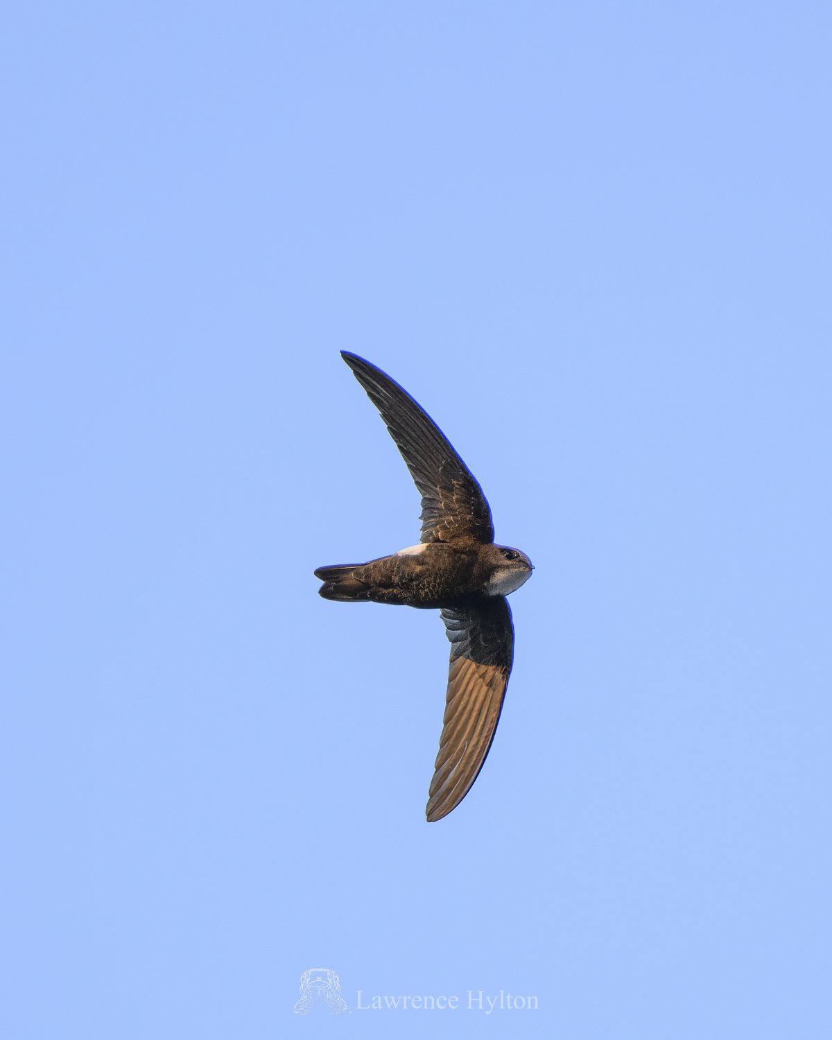 House Swift
