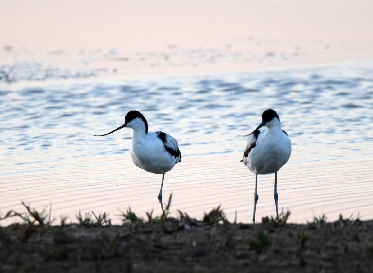 Pied Avocet