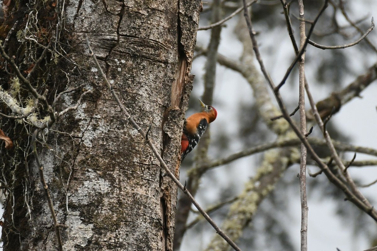 Rufous-bellied Woodpecker