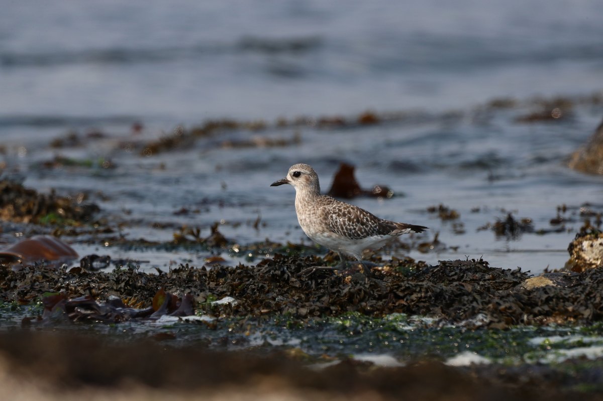 Grey Plover