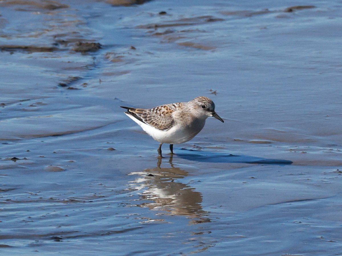 Red-necked Stint