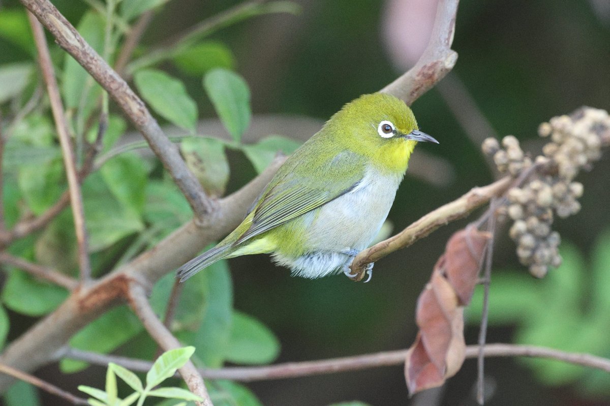 Warbling White-eye