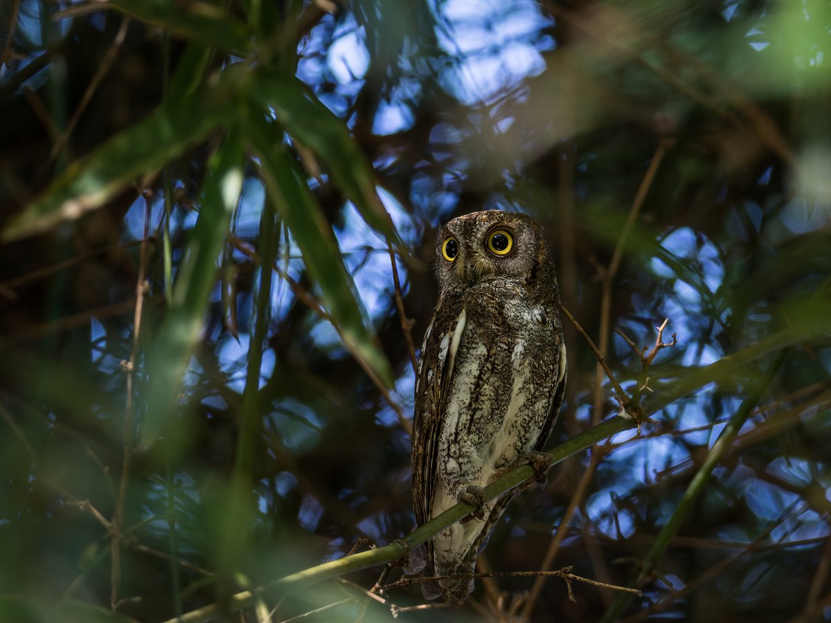 Oriental Scops Owl