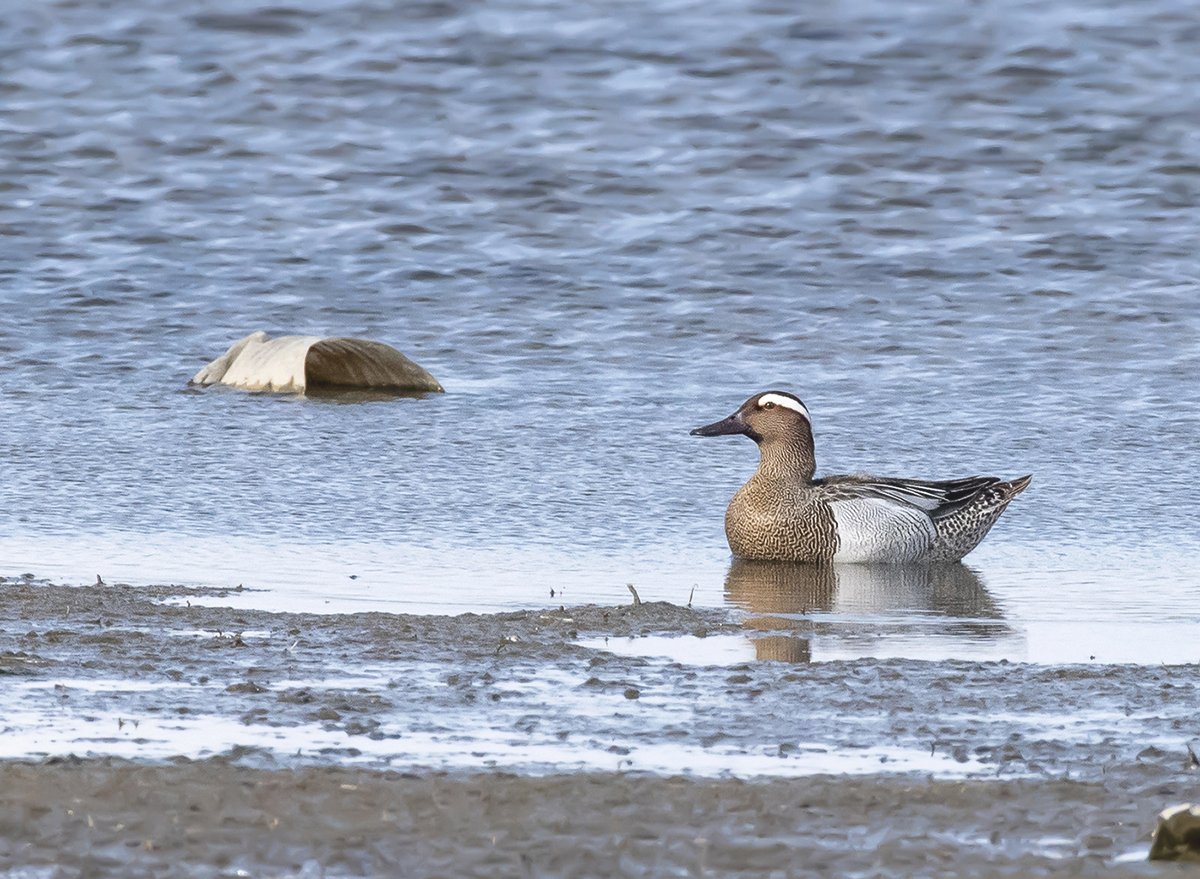 Garganey