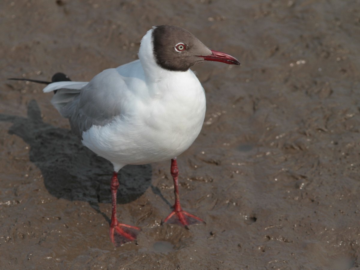 Brown-headed Gull