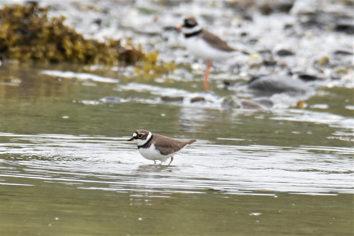 Little Ringed Plover