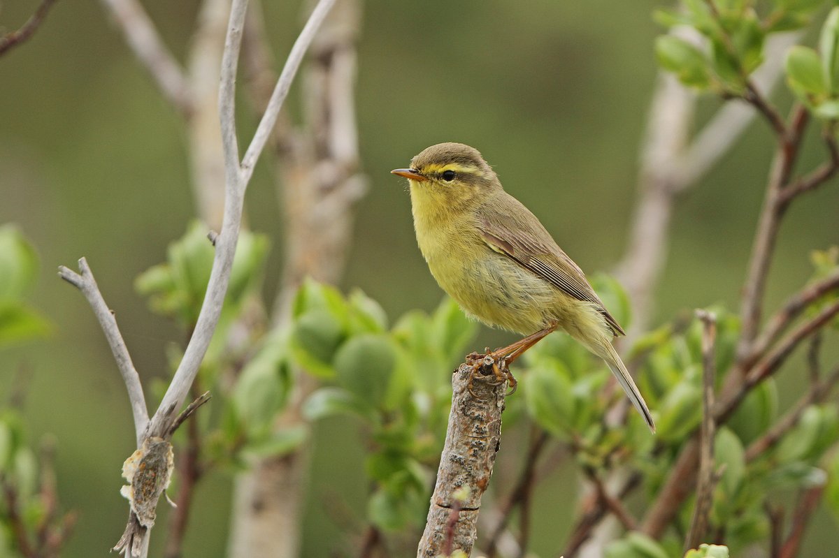 Tickell's Leaf Warbler