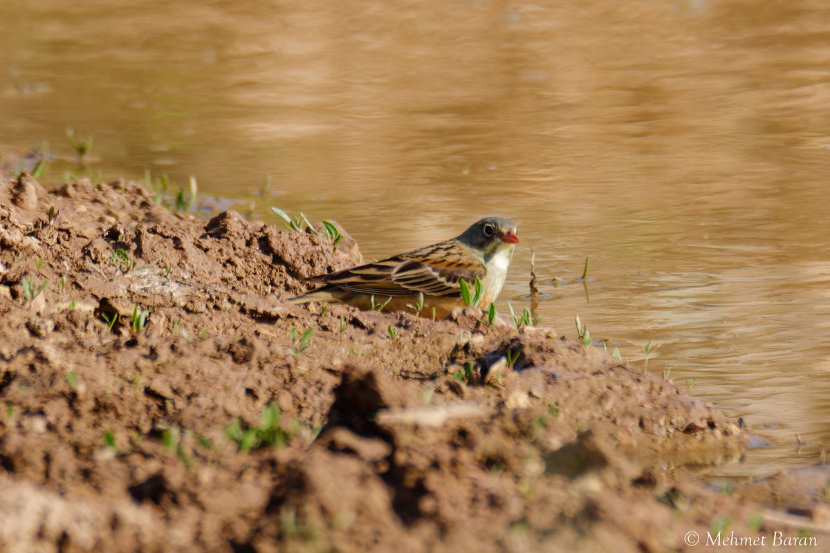 Ortolan Bunting