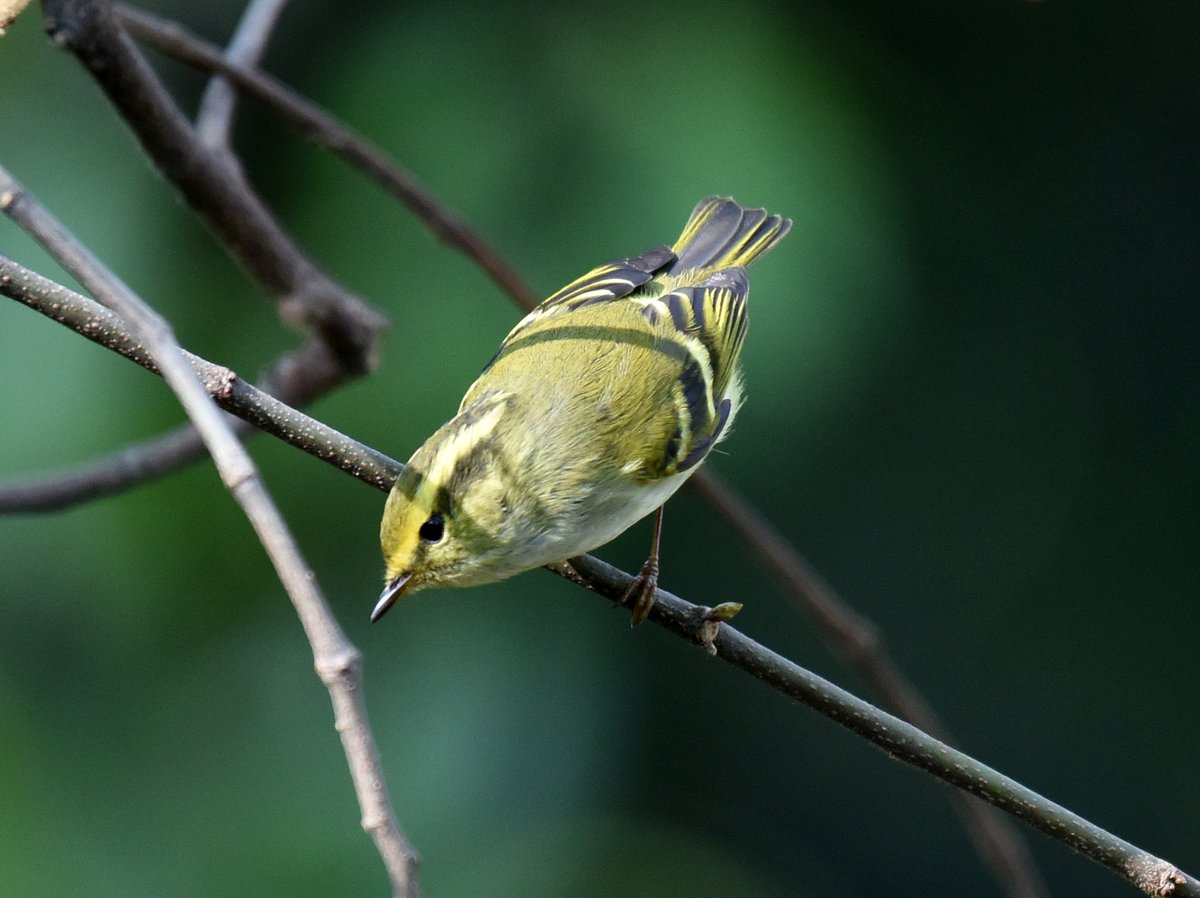 Pallas's Leaf Warbler