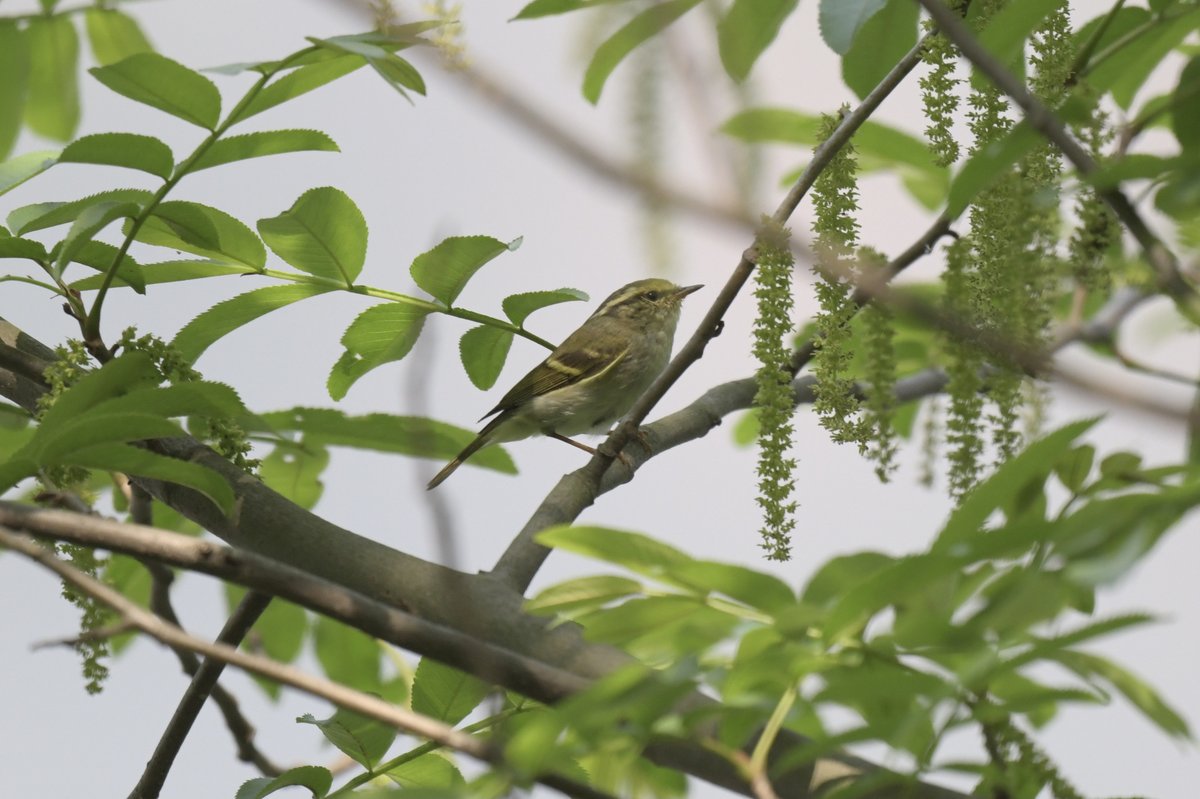 Pallas's Leaf Warbler