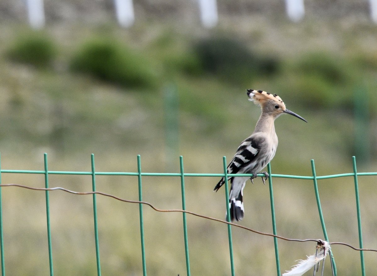 Common Hoopoe