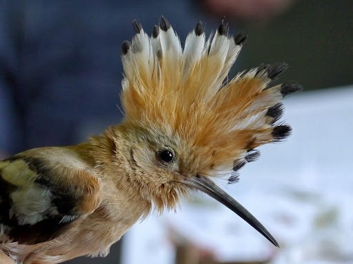 Common Hoopoe