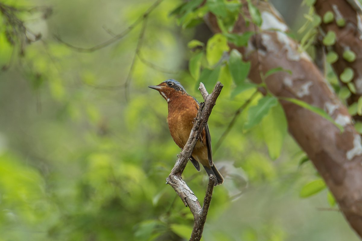 White-throated Rock Thrush