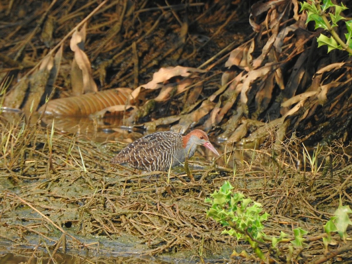 Slaty-breasted Rail