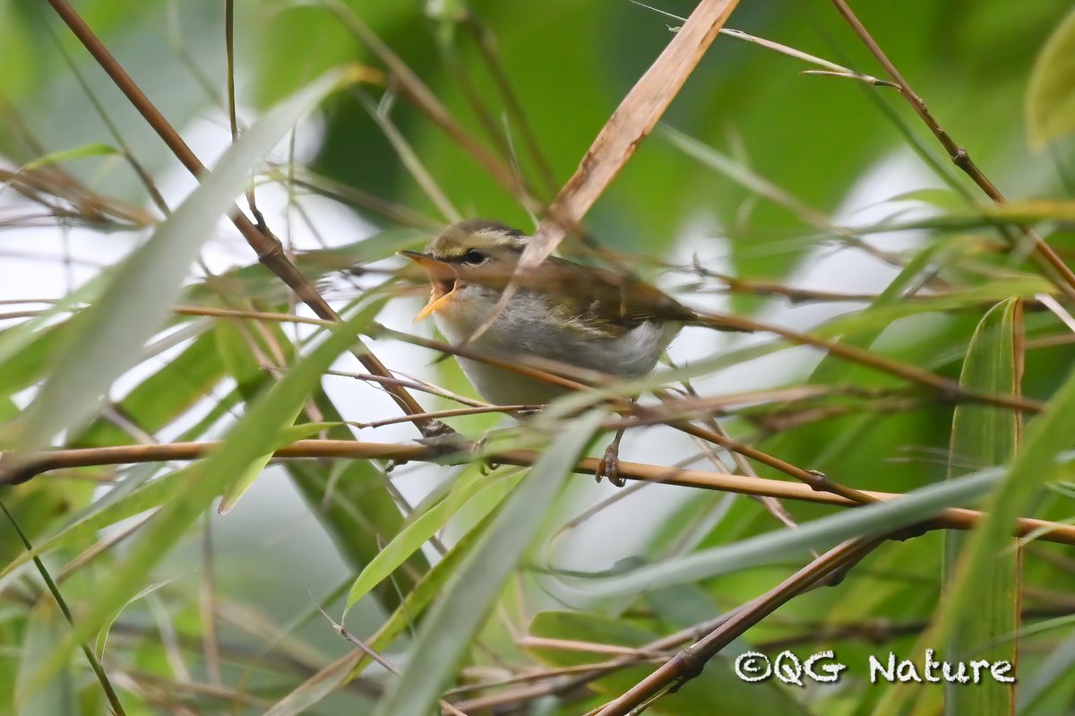 Kloss's Leaf Warbler