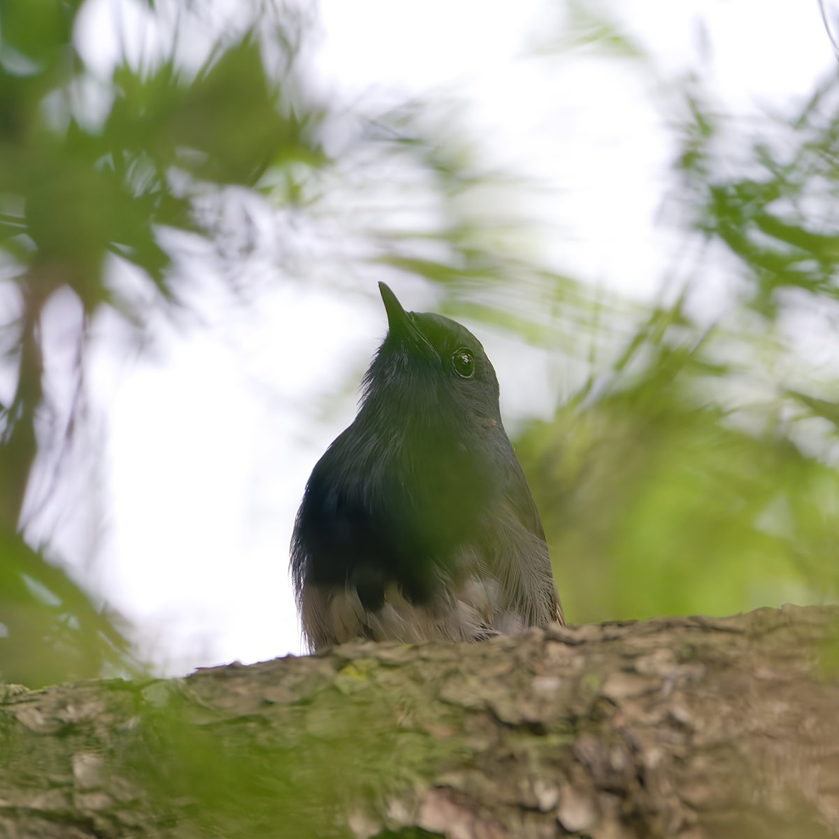 Blackthroat