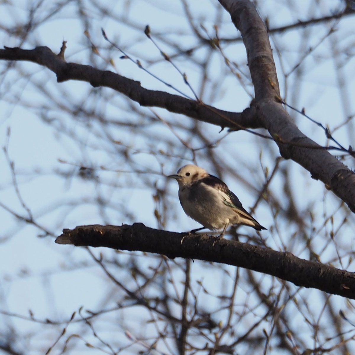 Chestnut-cheeked Starling