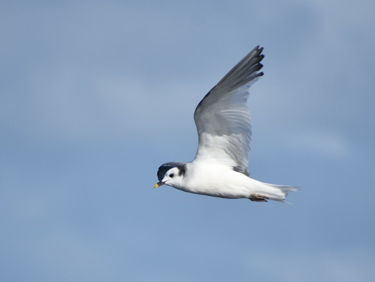 Sabine's Gull